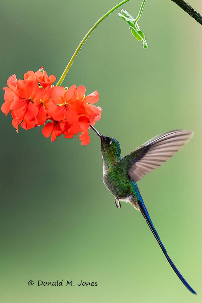 Violet-tailed-Sylph0136D
