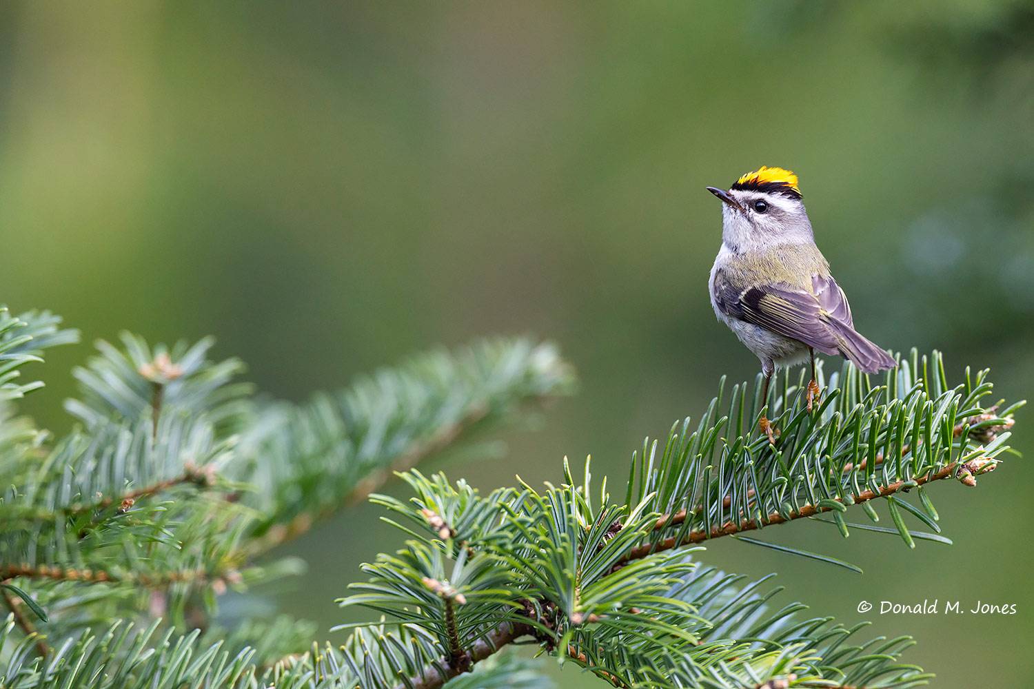 May 11 - Golden-crown Kinglet in NW Montana.