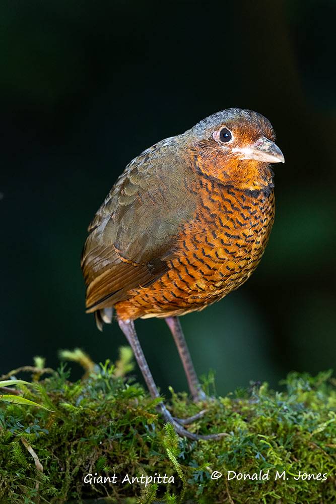 Giant-Antpitta0106D