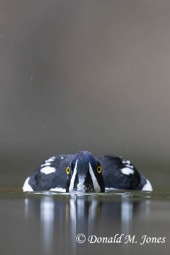 Barrow's-Goldeneye0258D