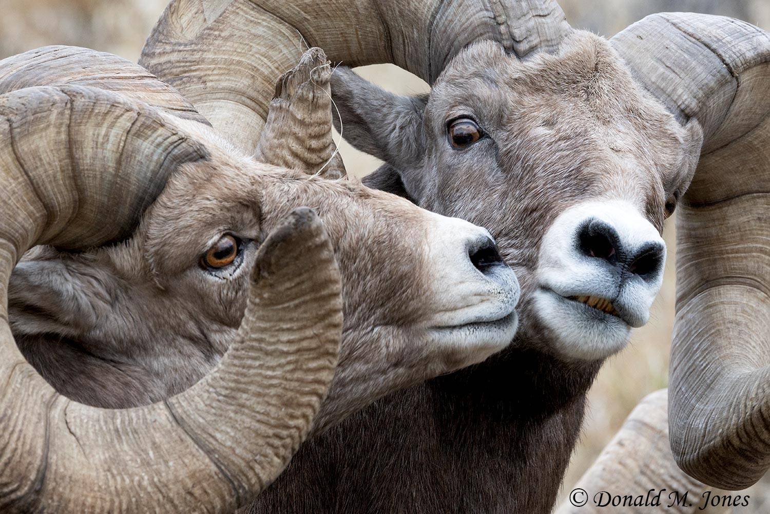 Bighorn-Sheep07358D