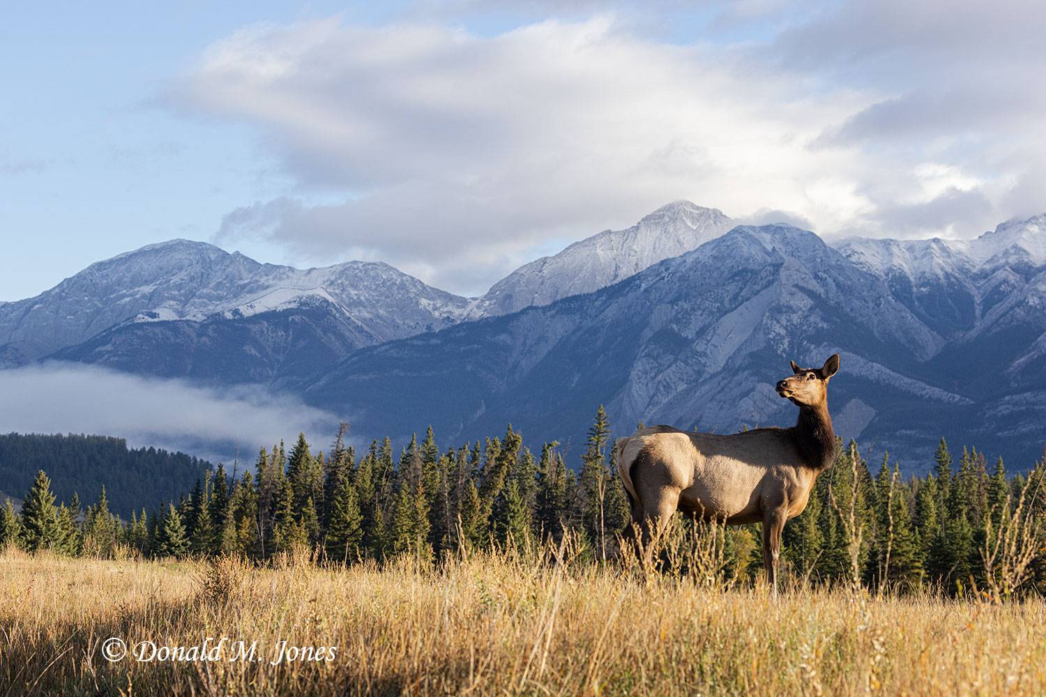 Elk-(Rocky-Mtn)28793D