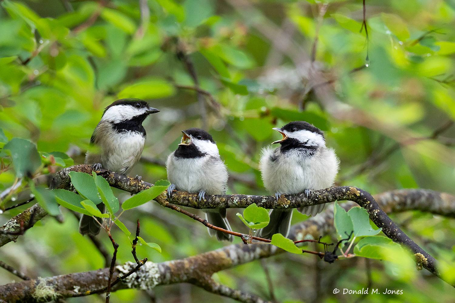 May 31 - Black-capped Chickadee mother and two fledglings.
