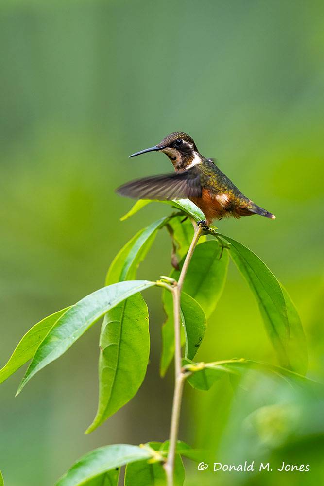 Purple=-throated-Woodstar0117D