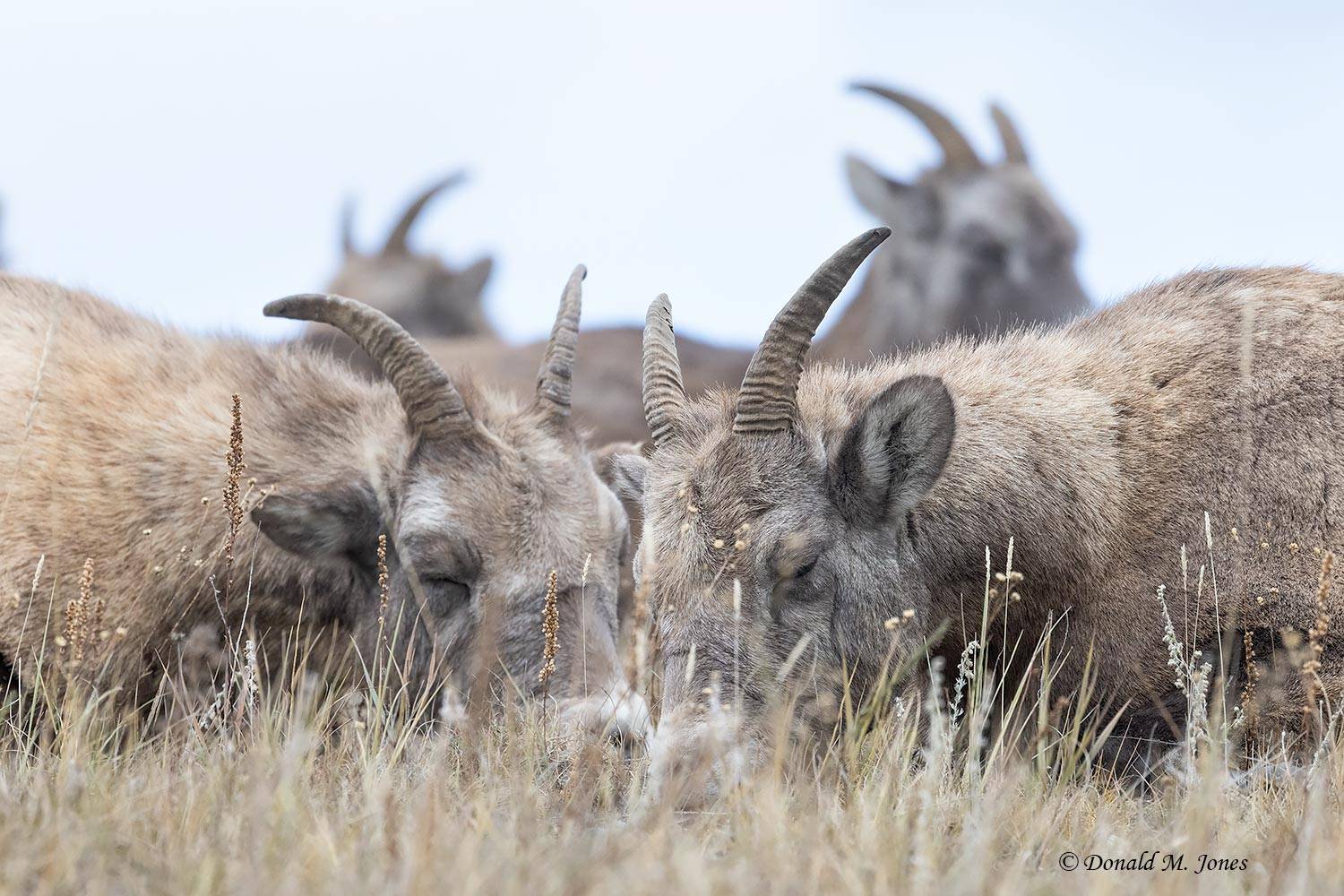 Sleeping Bighorn Ewes