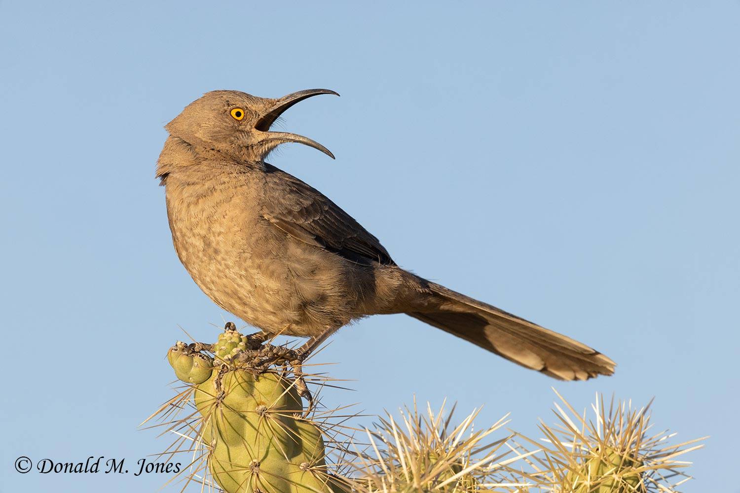 Curved-billed-Thrasher0223D