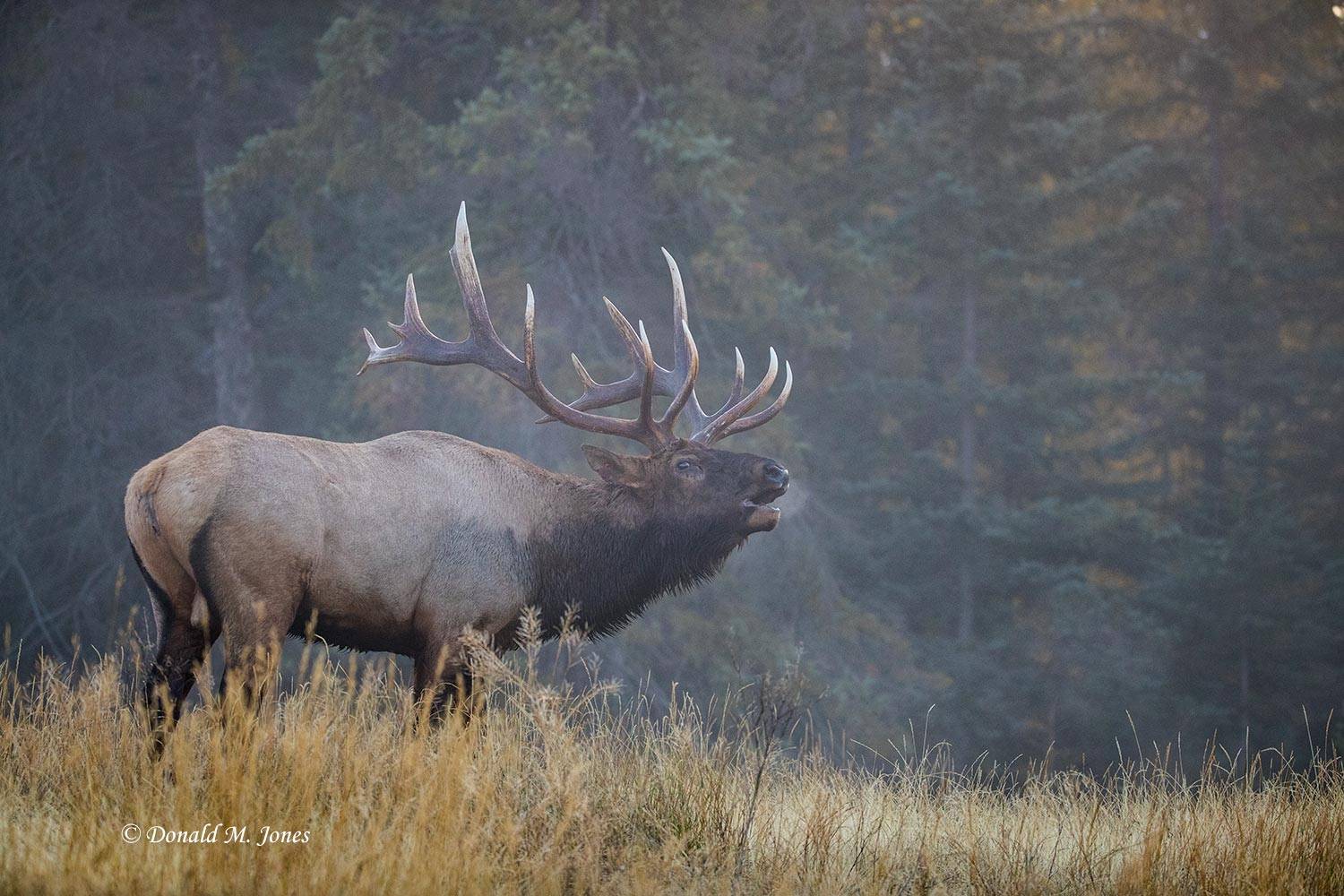 Elk-(Rocky-Mtn)24578D