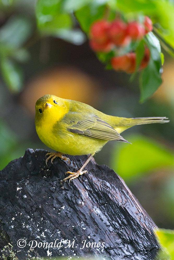 Wilson's-Warbler0273D