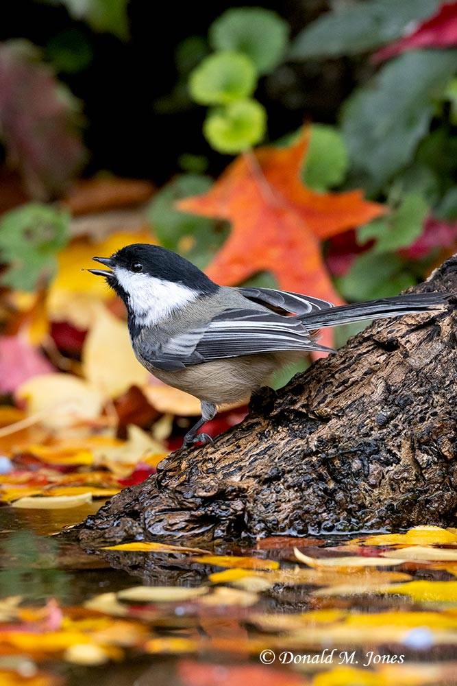 Black-capped-Chickadee1161D