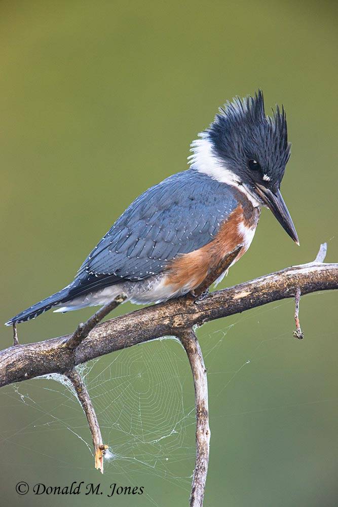 Belted-Kingfisher0132D