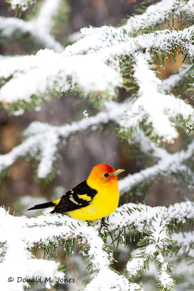 Western-Tanager1151D