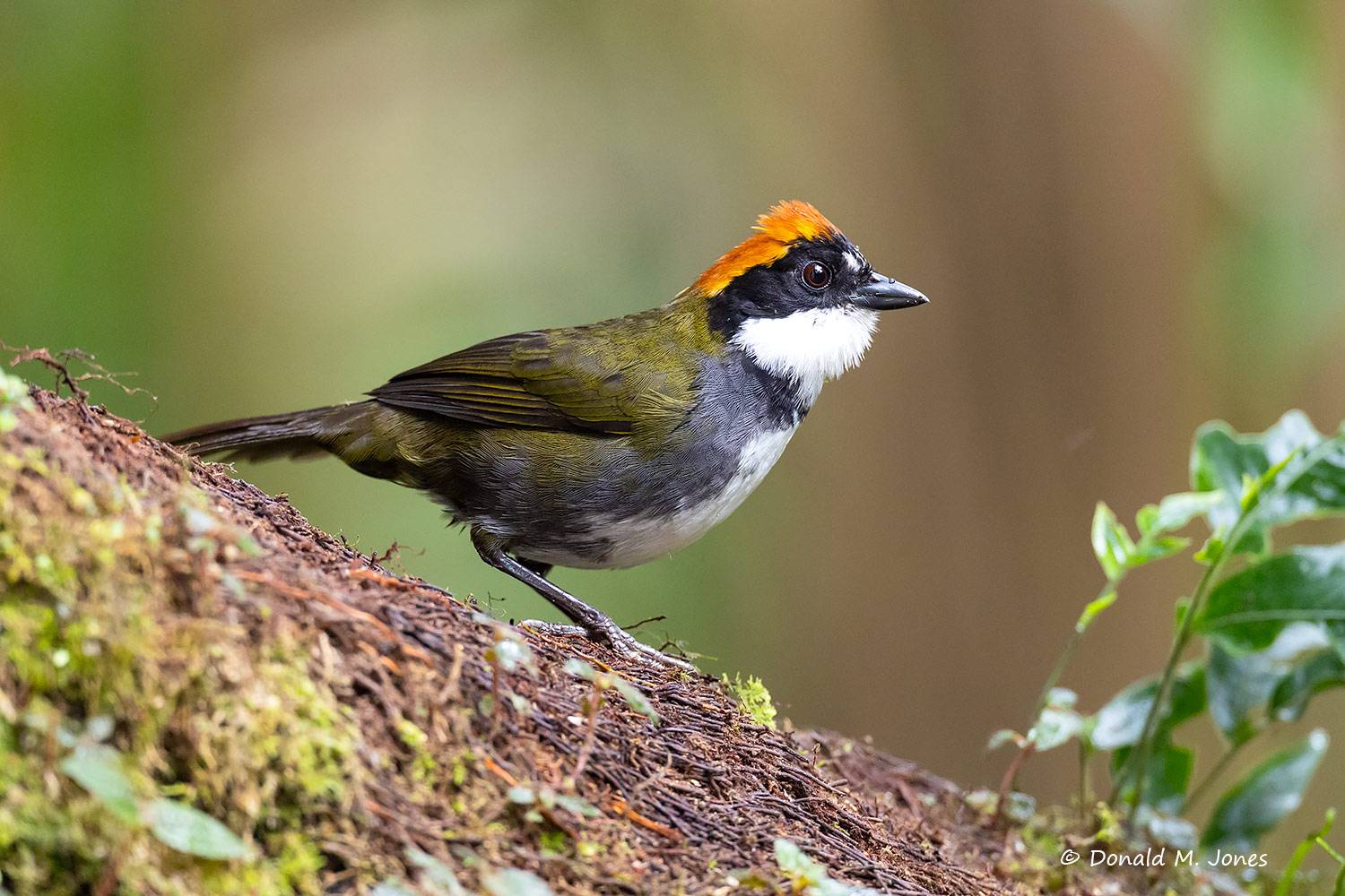 Chestnut-capped-Brush-Finch0106D