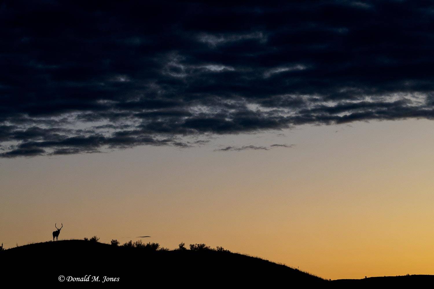 Elk-(Rocky-Mtn)31572D