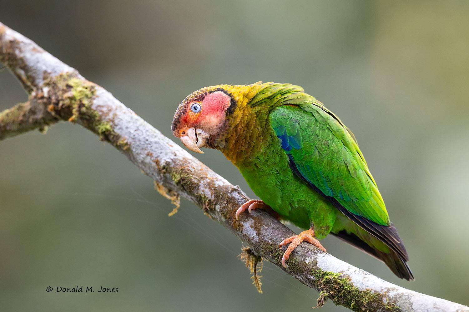 Rose-faced-Parrot0124D