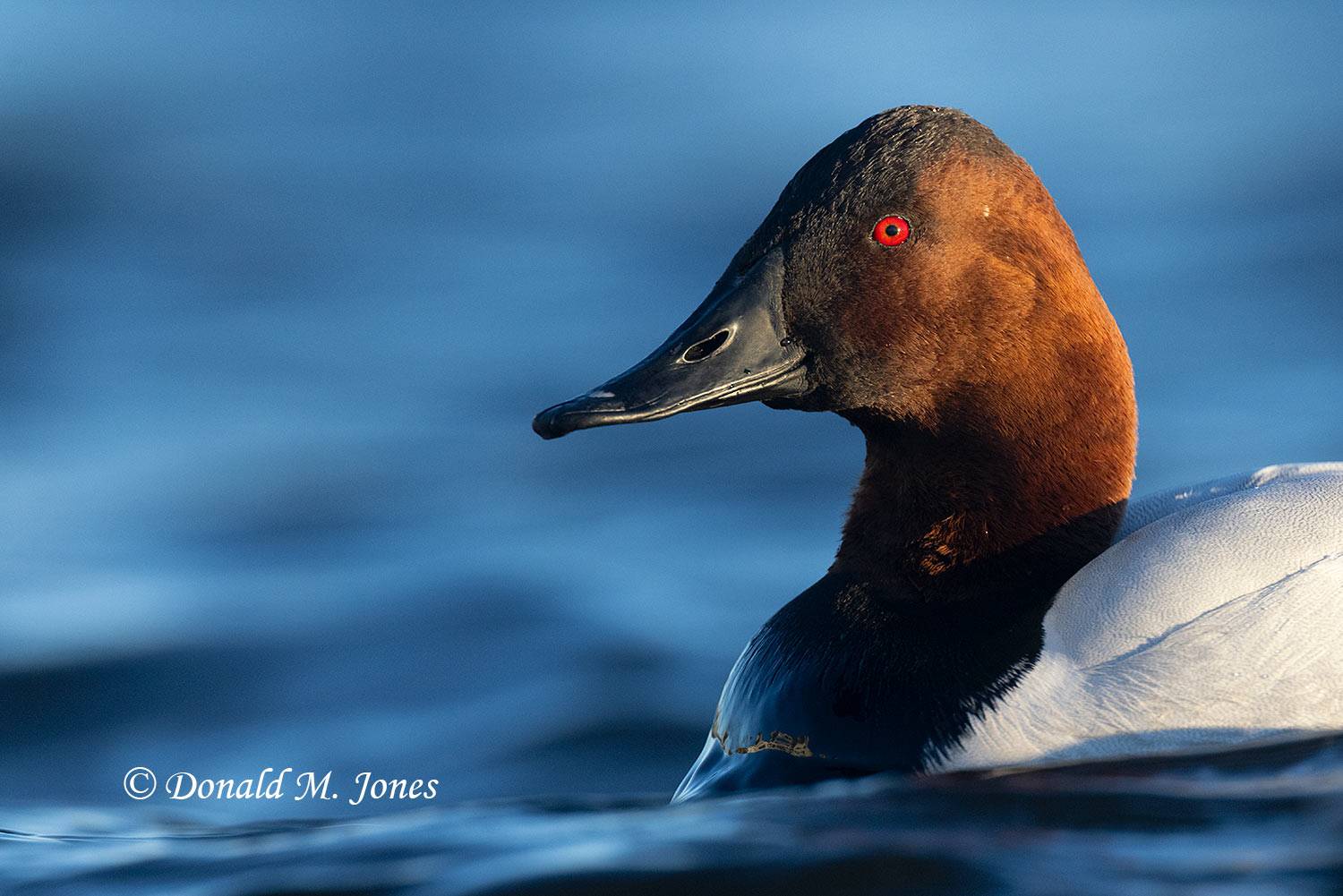 Canvasback0188D