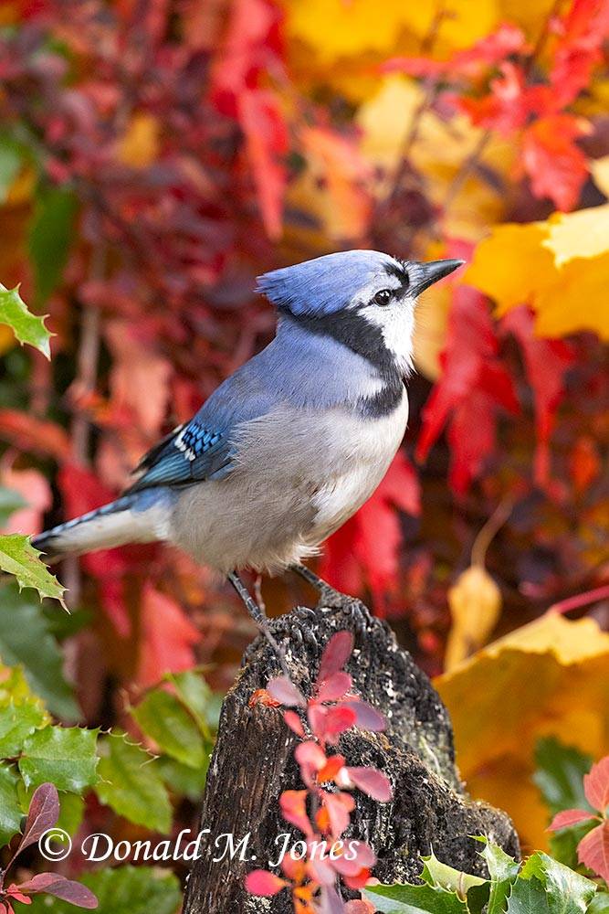 Blue-Jay0530D