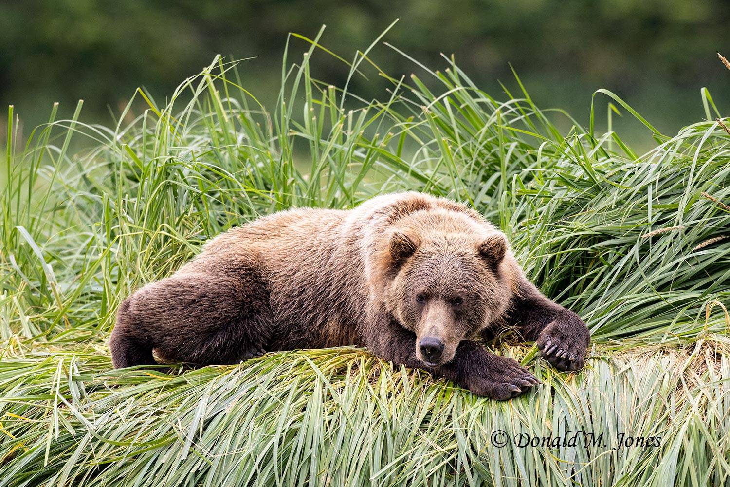 Brown Bear in day-bed.