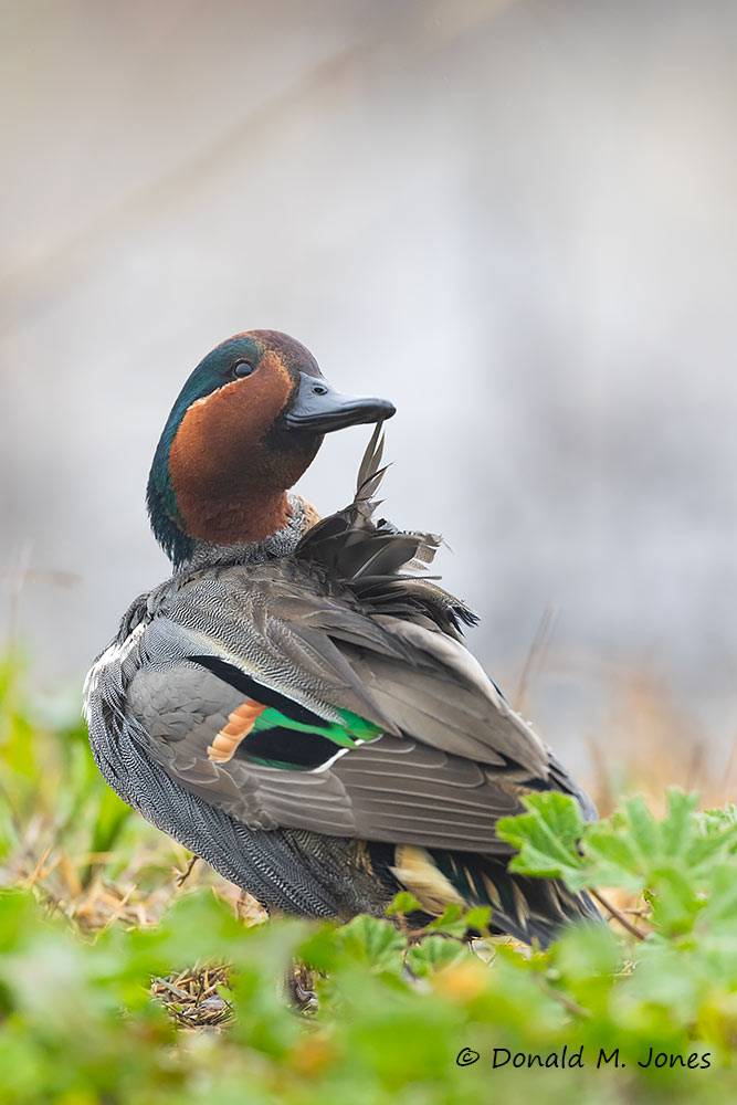 Green-wing-Teal0552D