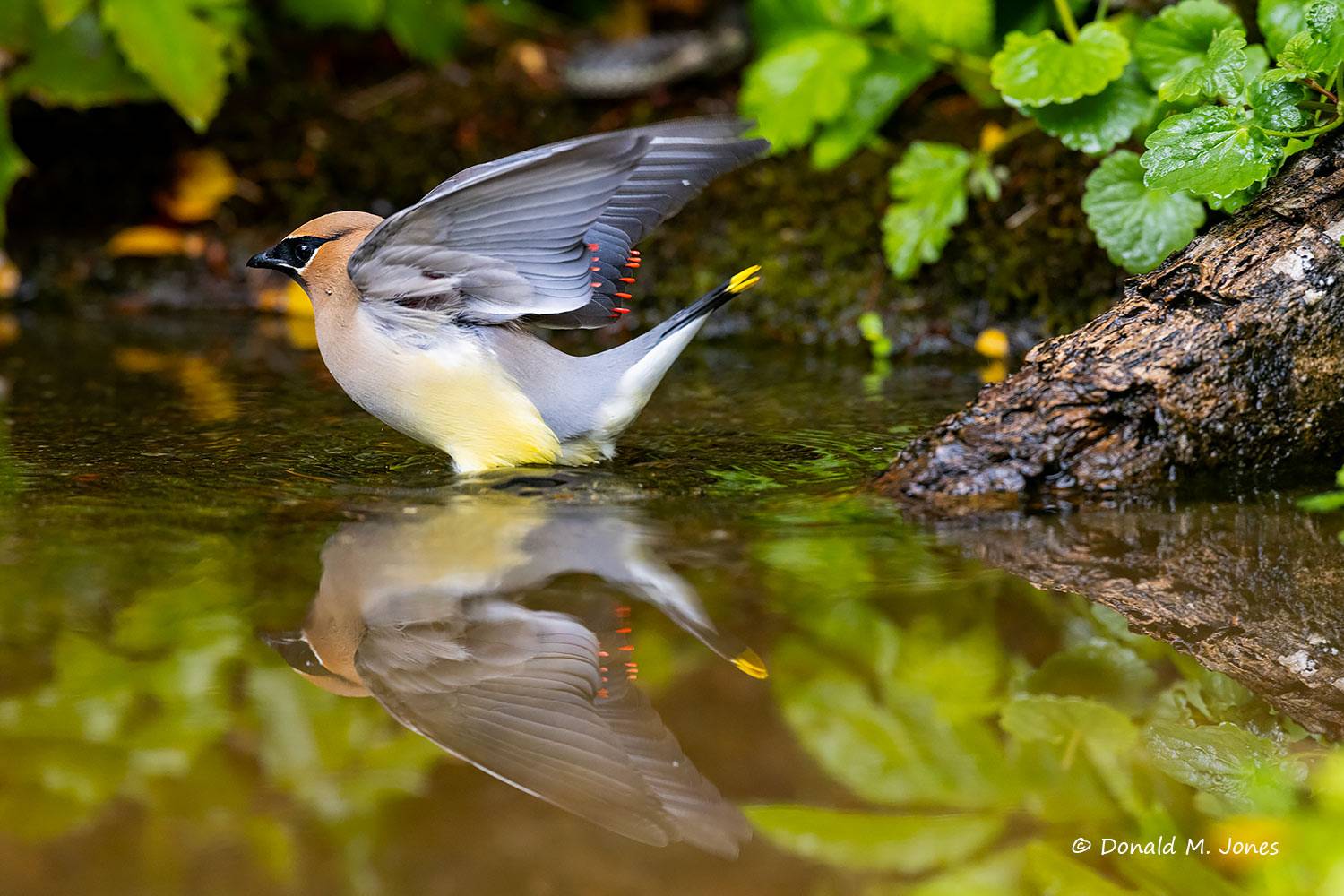 Cedar-Waxwing0538D