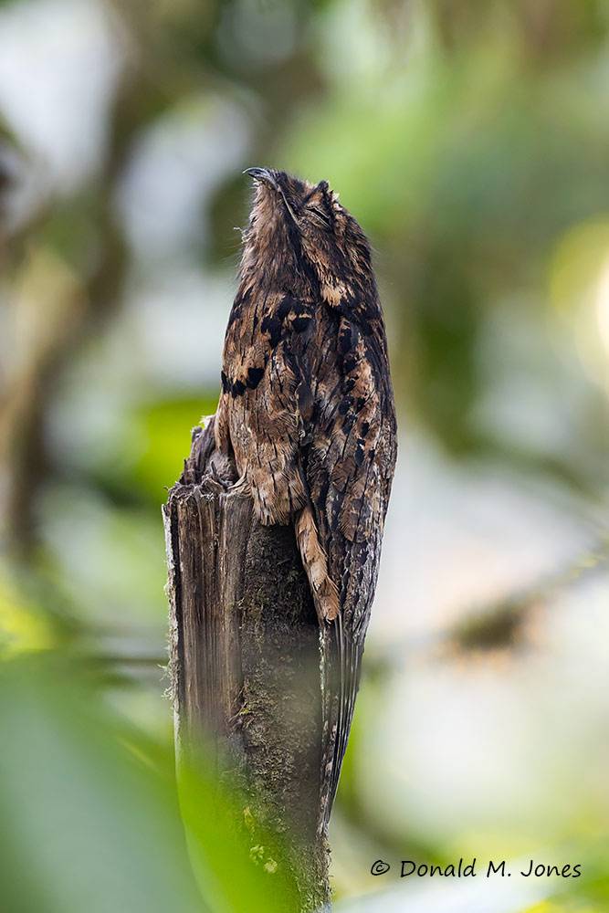 Common-Potoo0100D