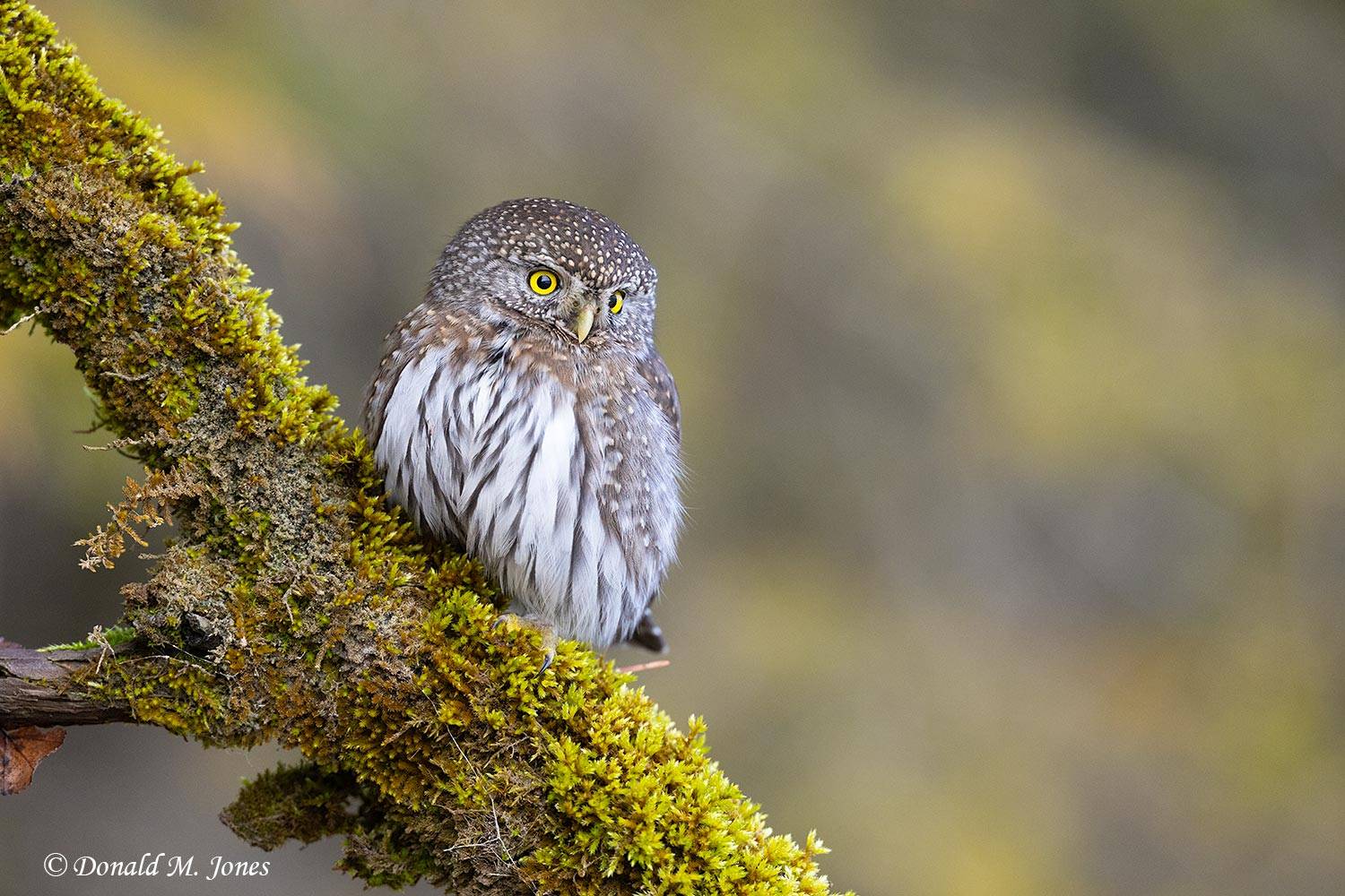Northern-Pygmy-Owl0923D