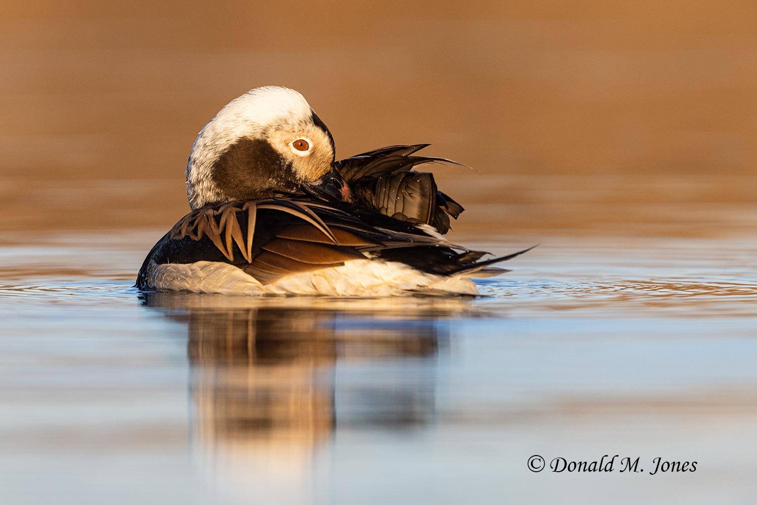 Long-tailed-Duck0135D