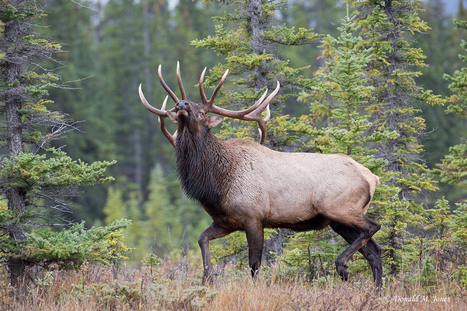Elk-(Rocky-Mtn)21962D