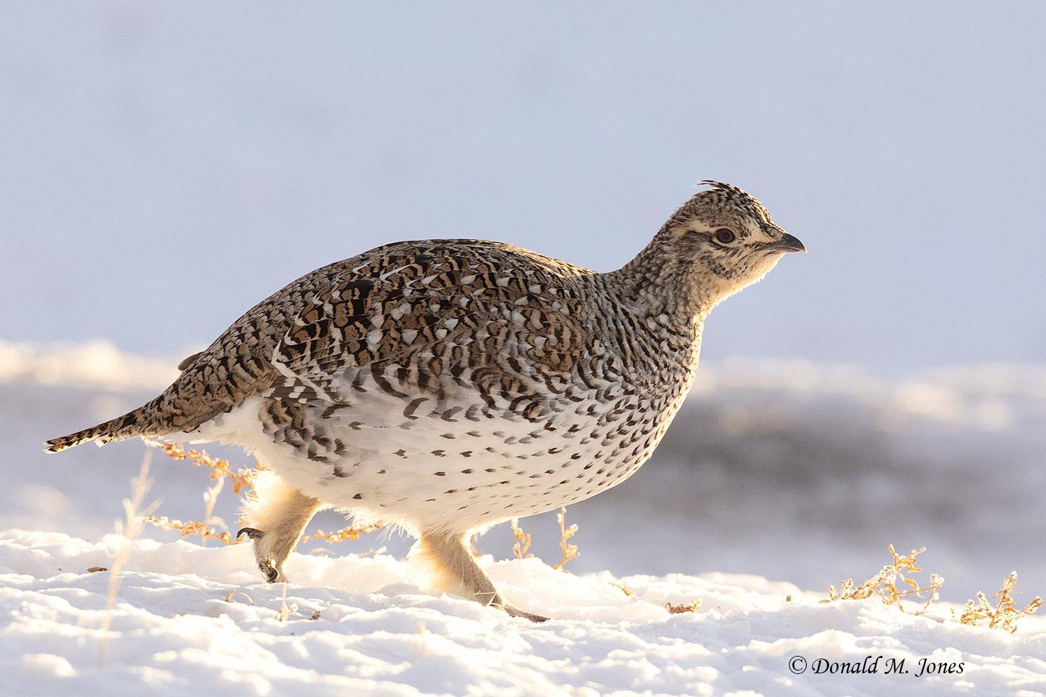 Sharp-tailed-Grouse0967D.
