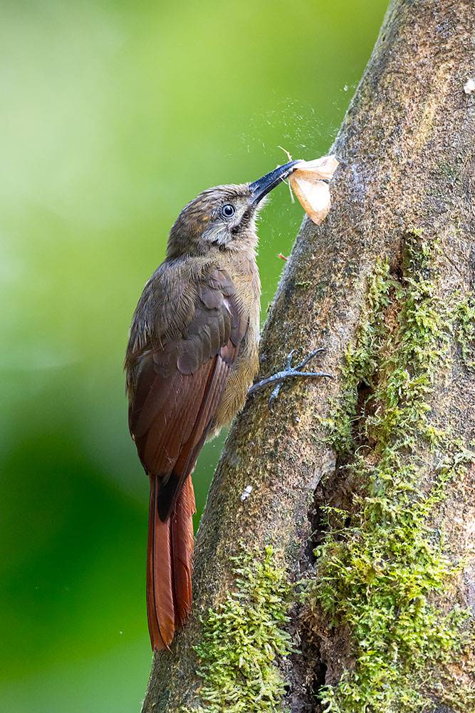 Plain-brown-Woodcreeper0100D