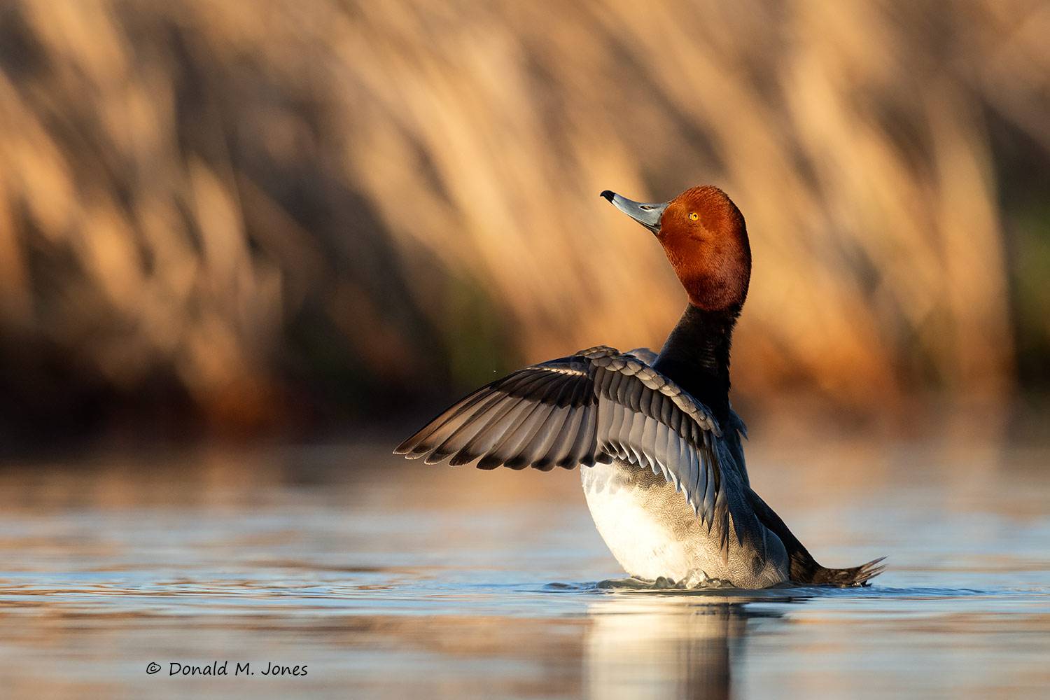 Redhead0215D