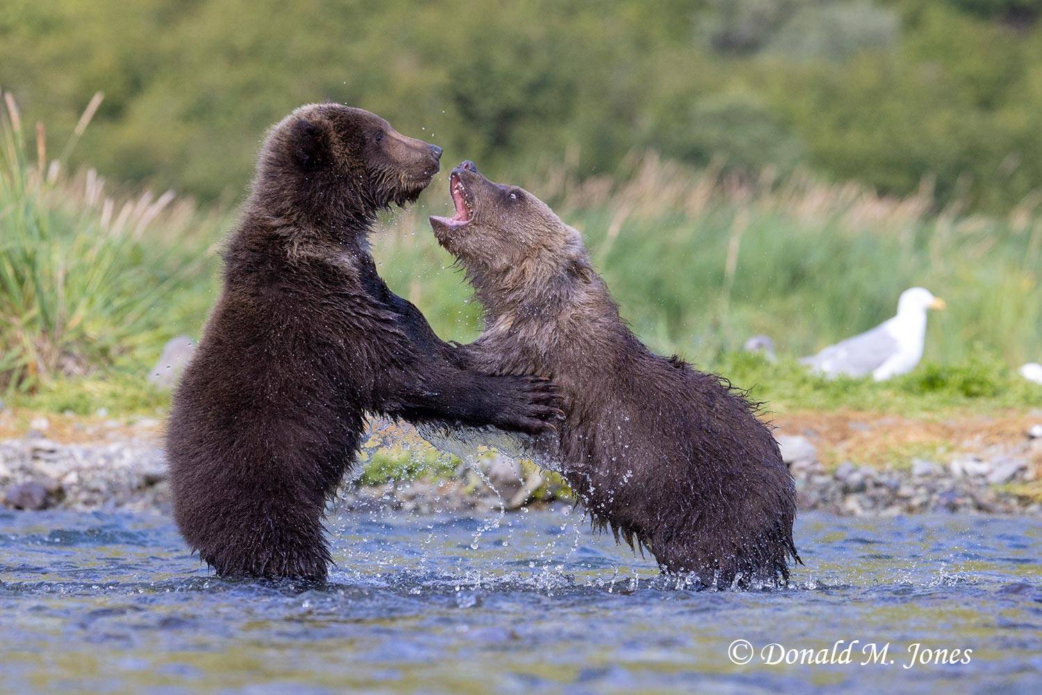 Brown Bear cubs having a disagreement