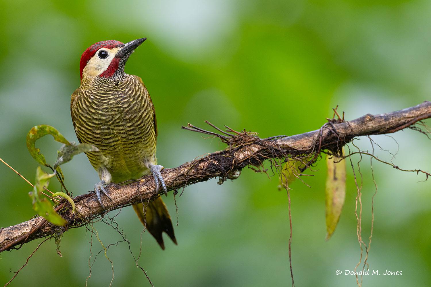 Golden-olive-Woodpecker0107D