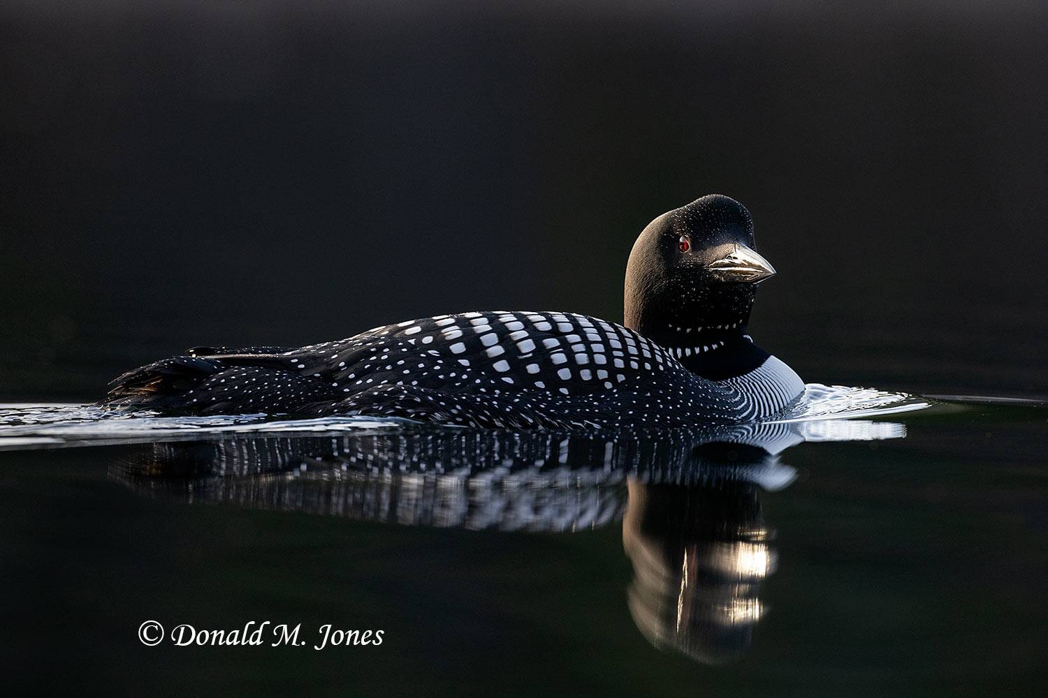 Common-Loon3902D