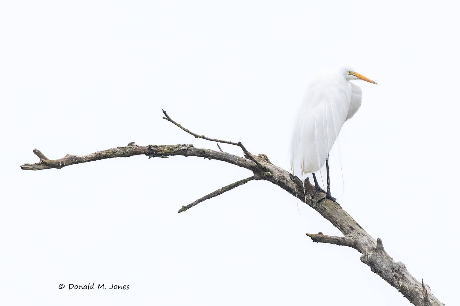 Great-Egret0505D