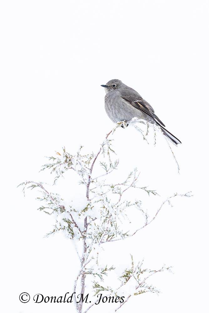 Townsend's-Solitaire0255D
