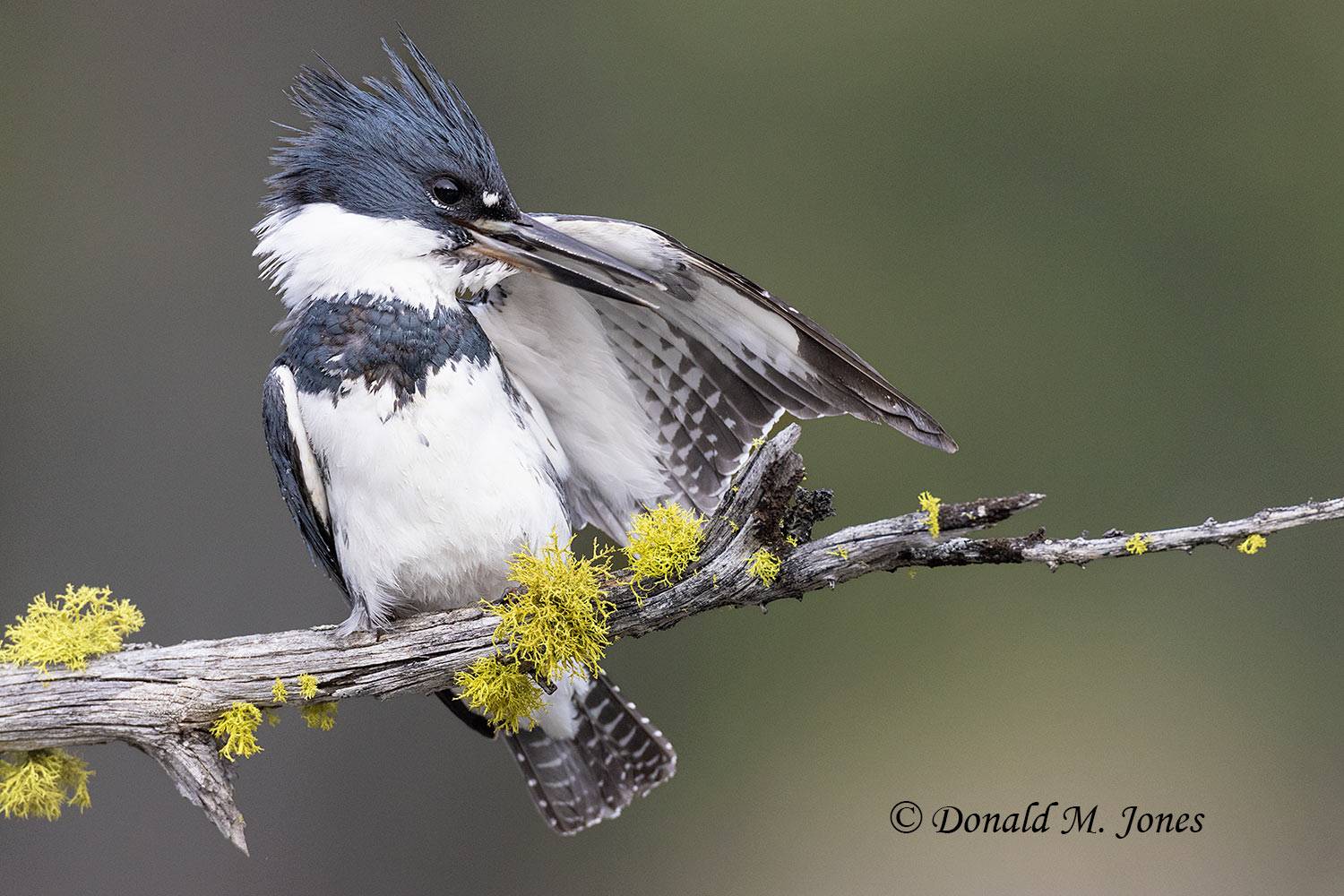 Belted-Kingfisher0451D