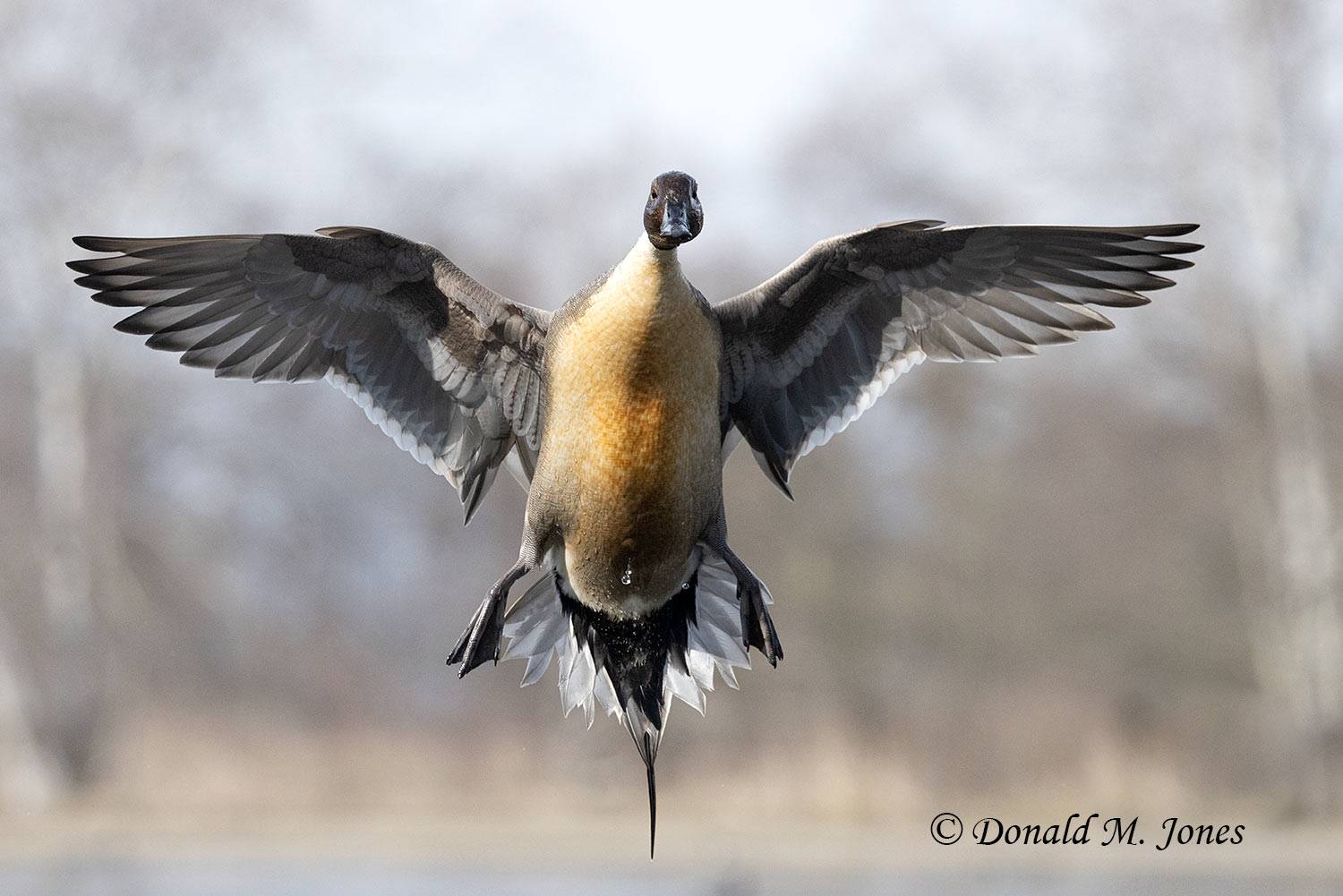 Northern-Pintail3482D