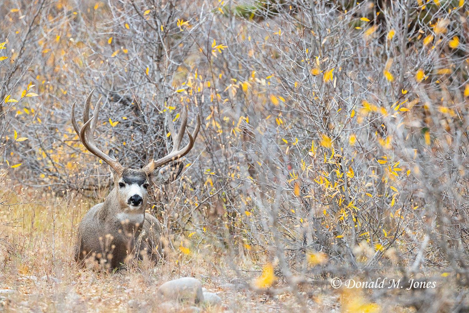 Mule-Deer13113D