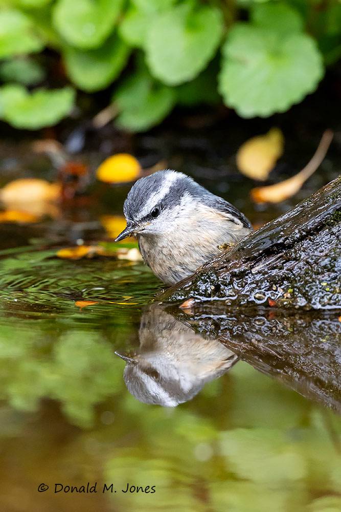 Red-breasted-Nuthatch0557D