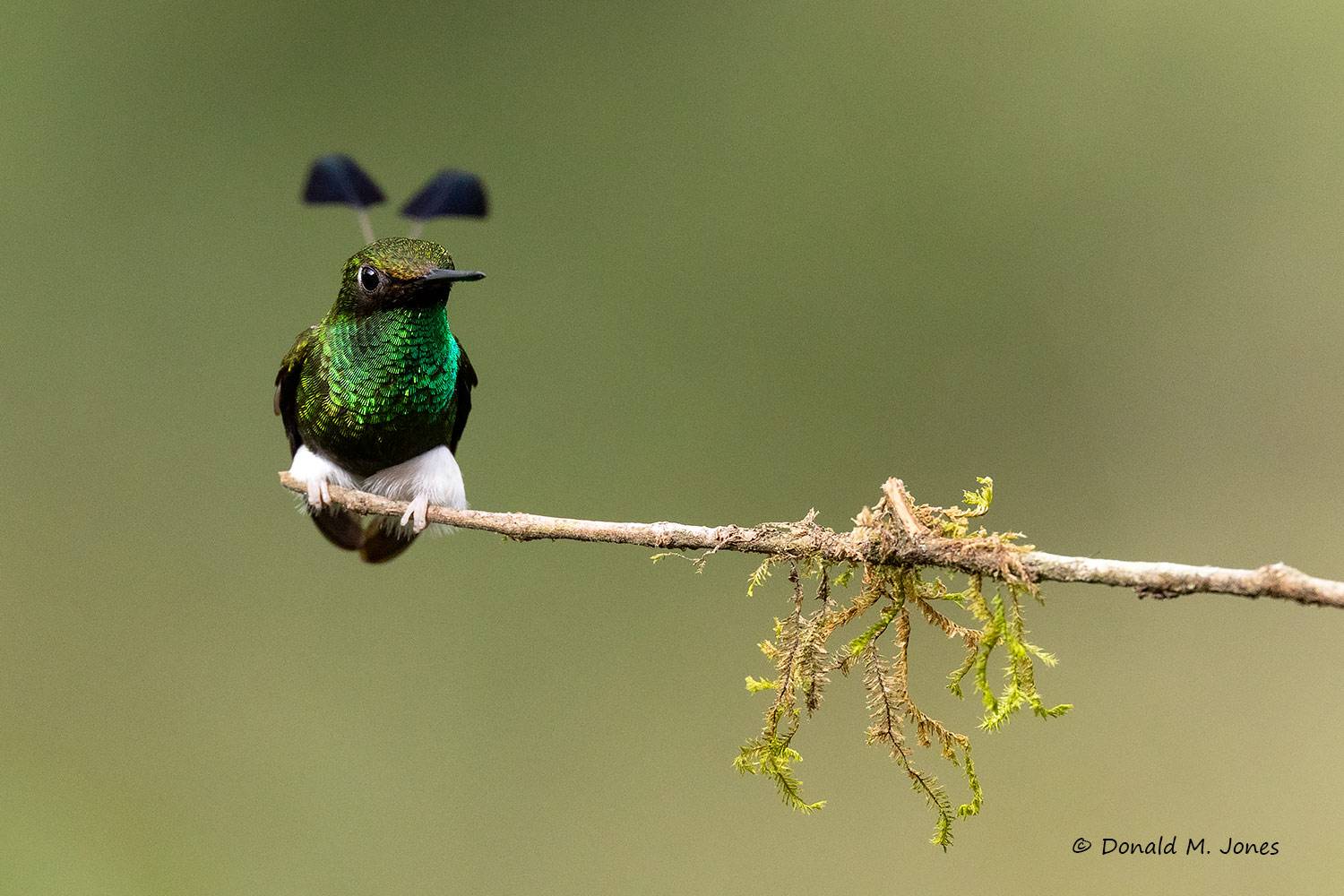 White-booted-Racket-tail0103D