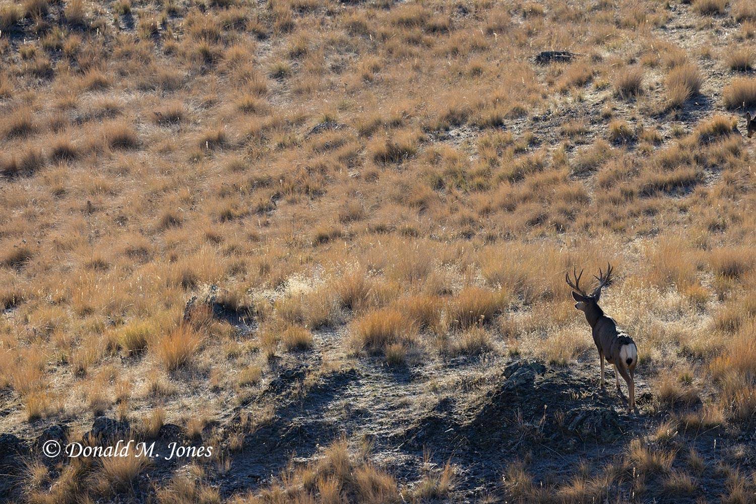 Mule-Deer13376D