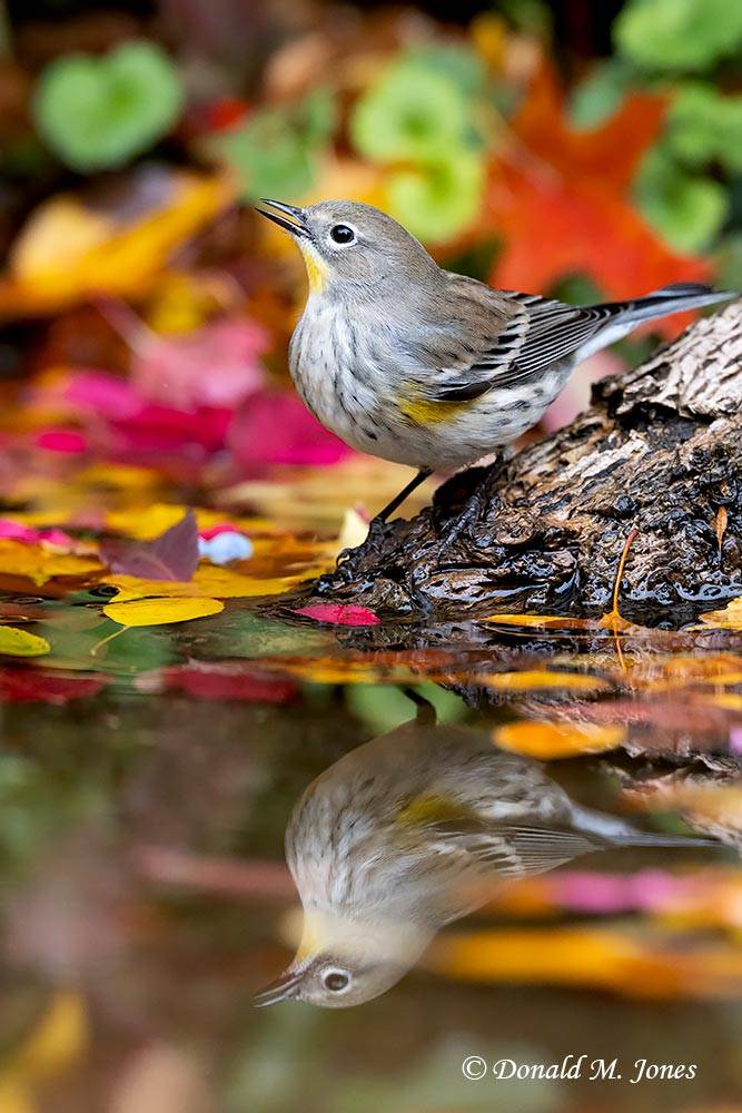 Yellow-rumped-Warbler0719D