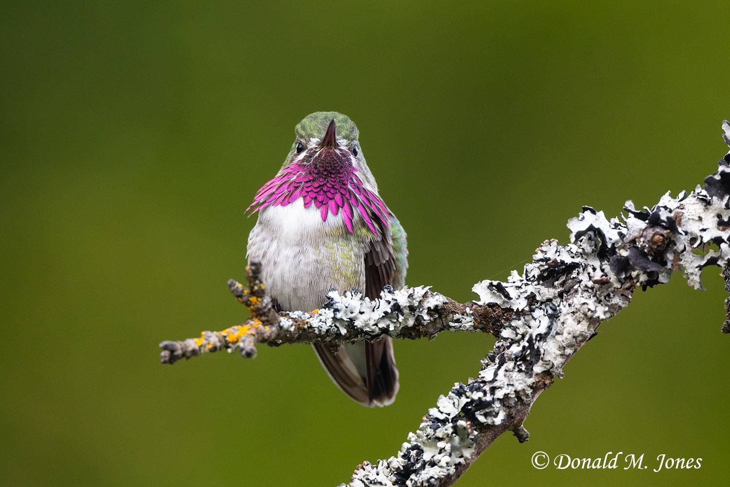 Calliope-Hummingbird0453D