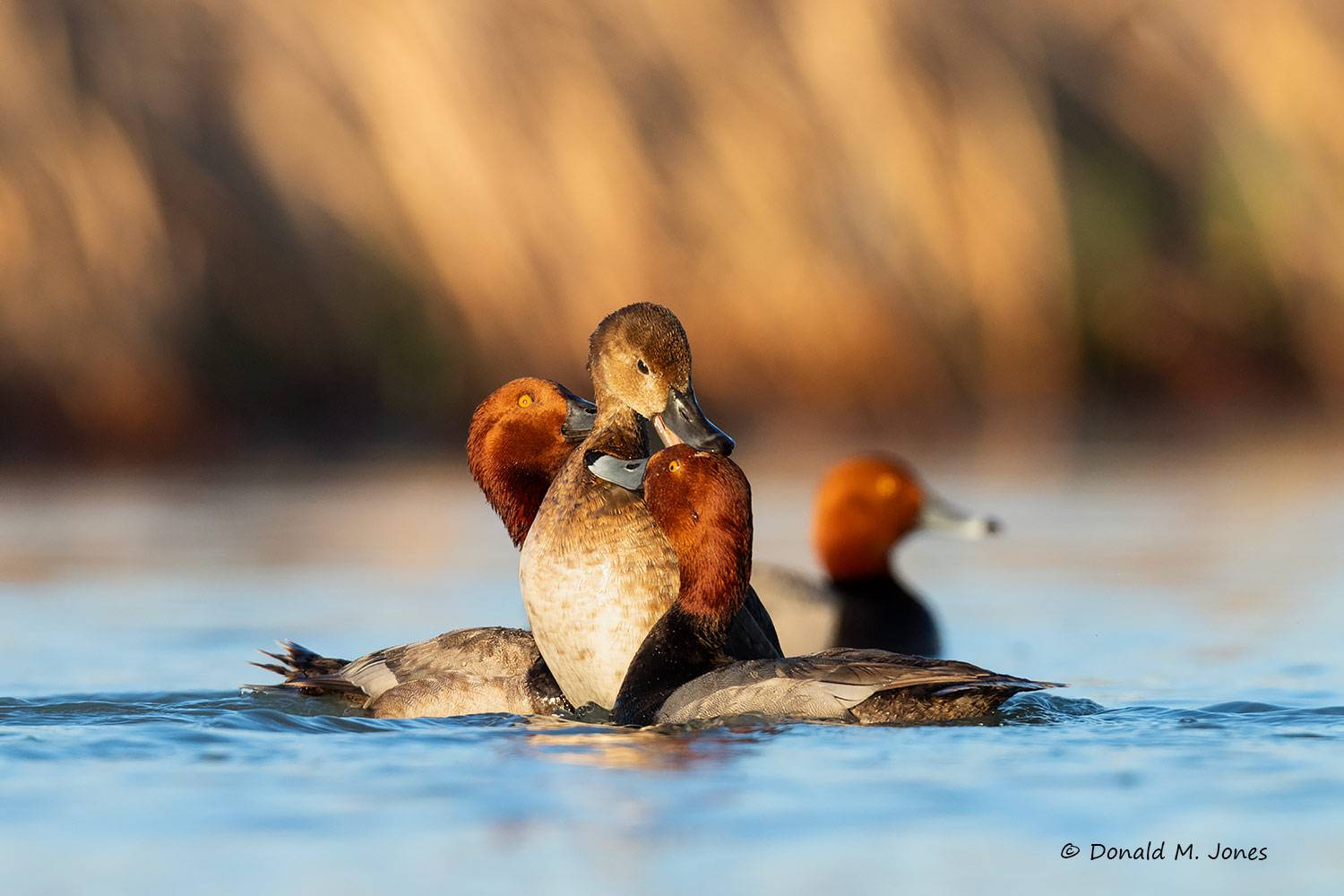 May 21 - Redhead Ducks hen attacking intruding Drake.