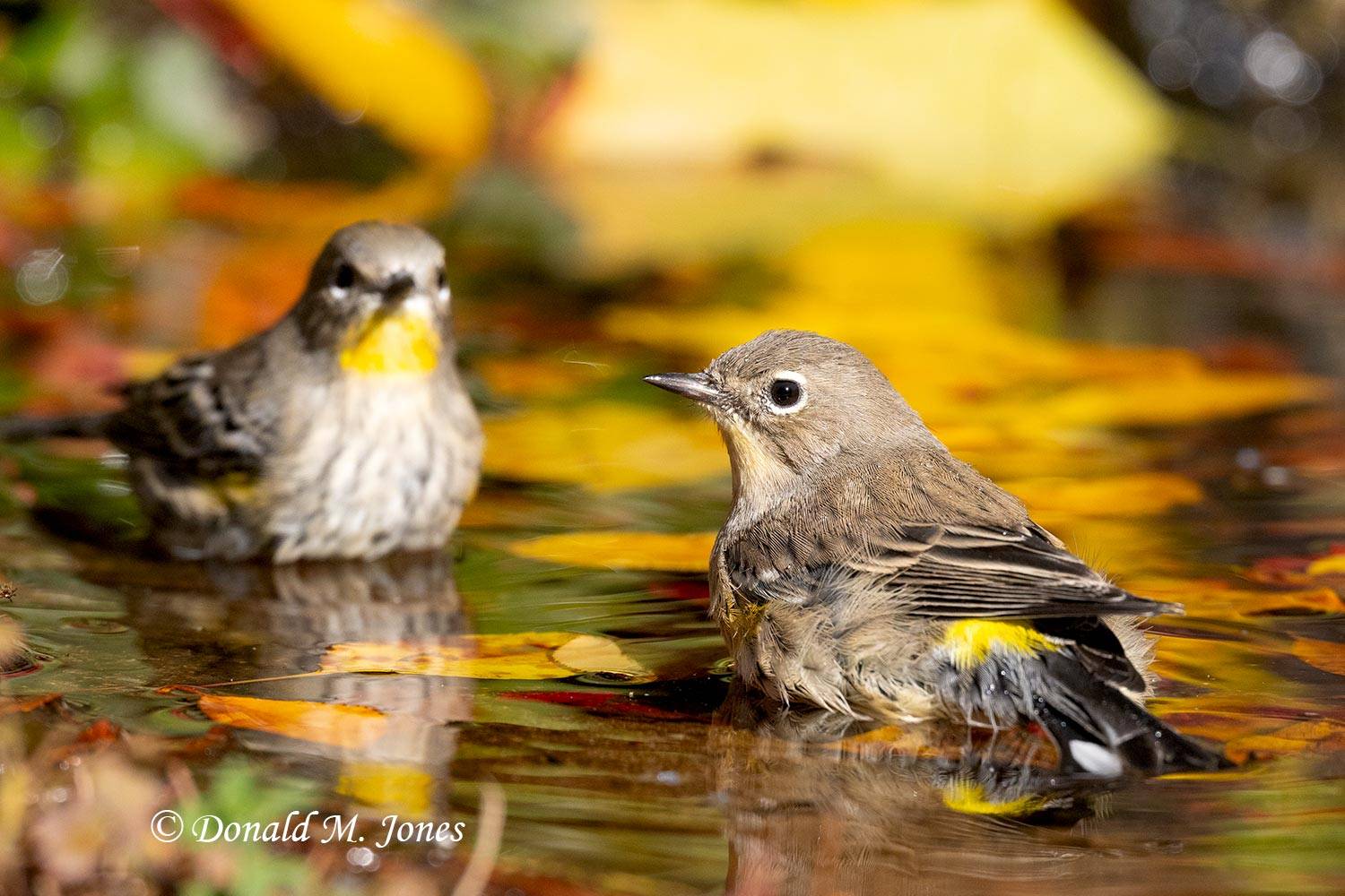 Yellow-rumped-Warbler0559D