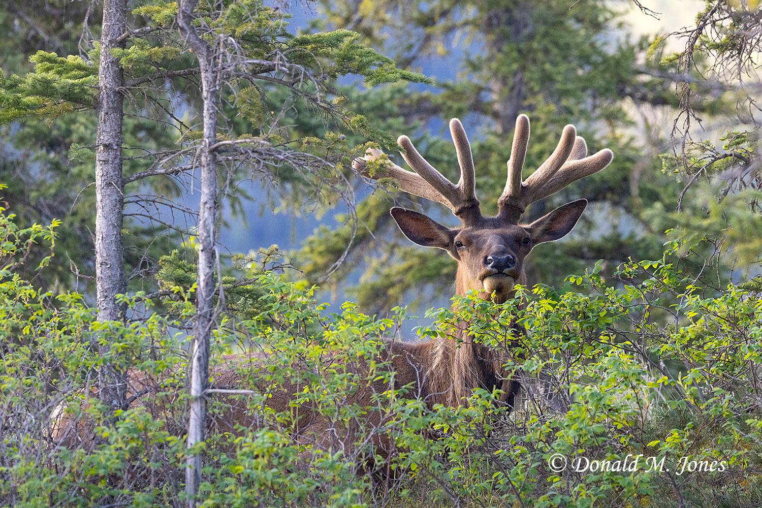 Elk-(Rocky-Mtn)30891D