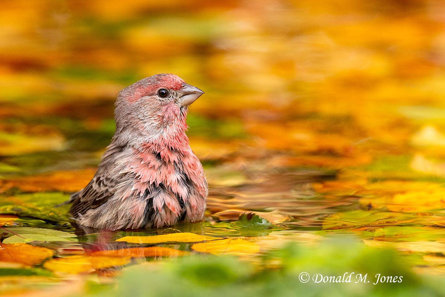 Male House Finch