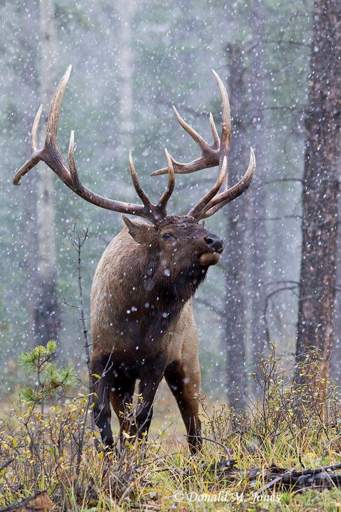 Elk-(Rocky-Mtn)17696D