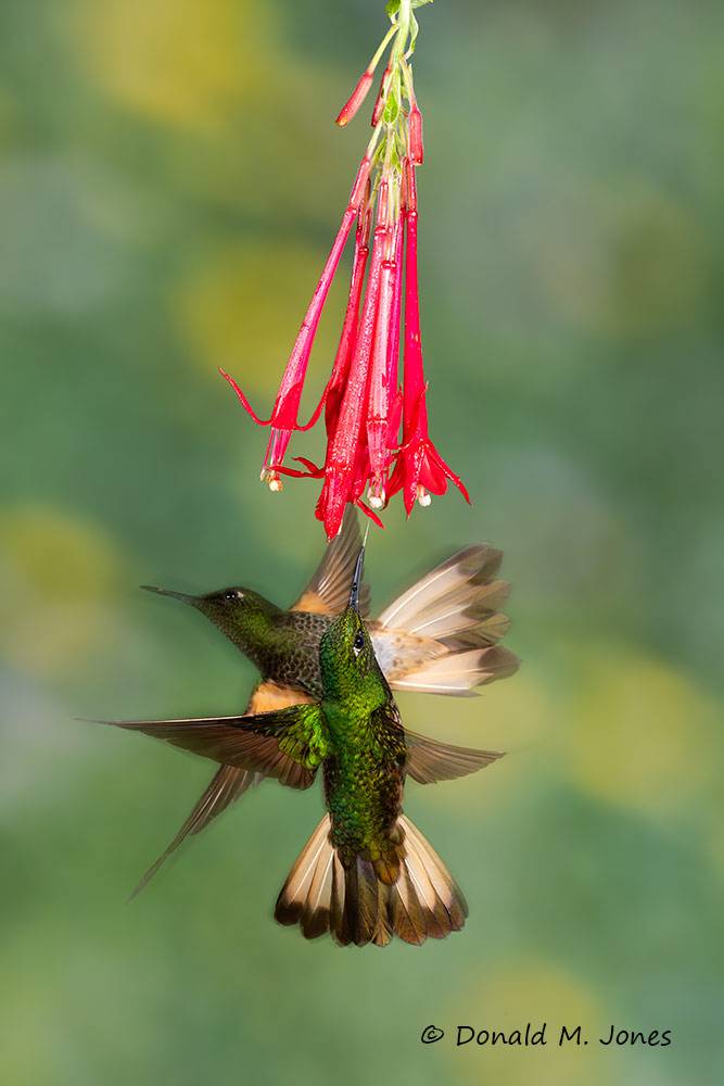 Buff-tailed-Coronet0108D