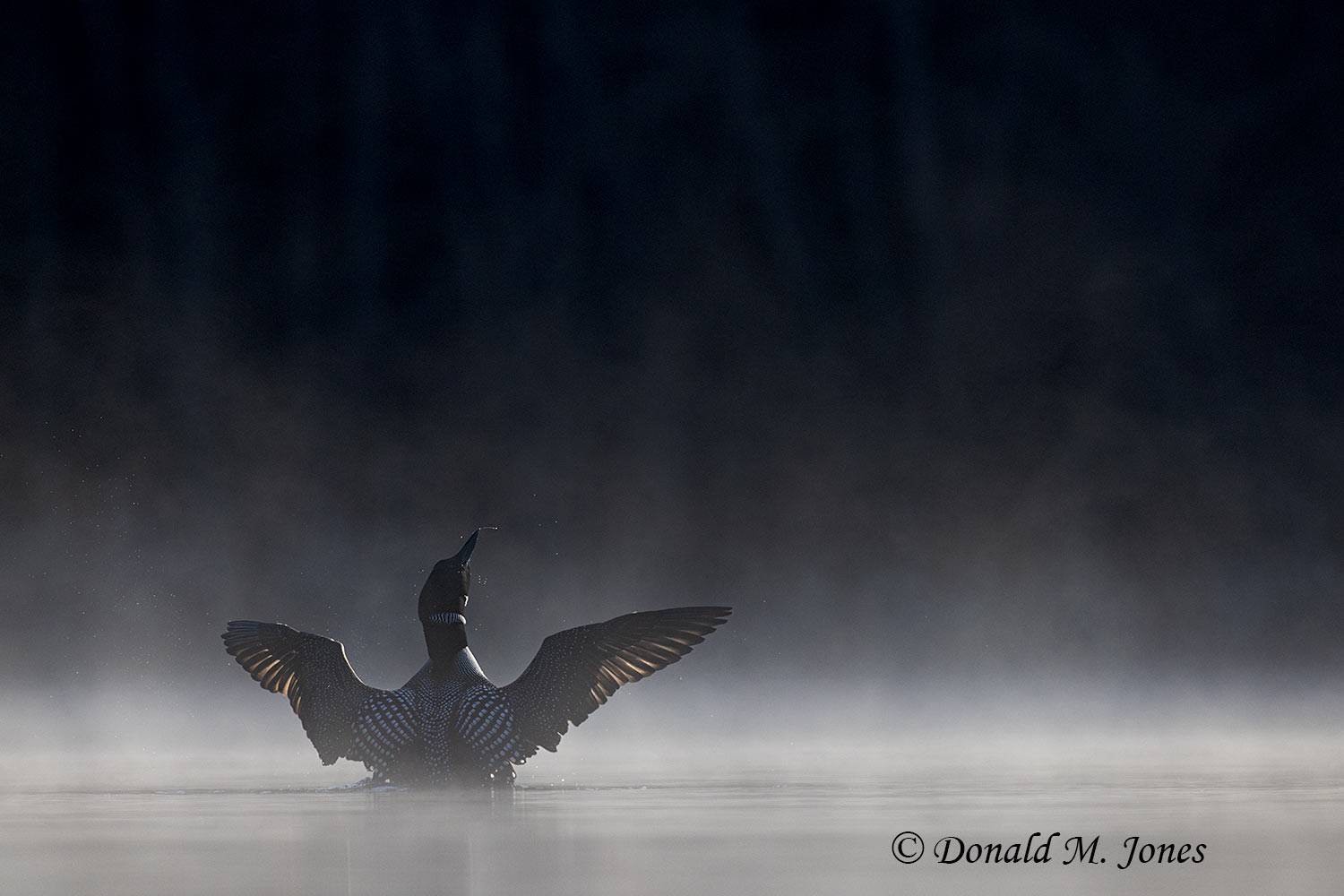 Common-Loon3934D